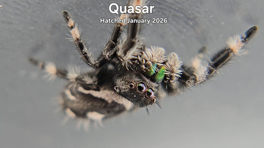 "Quasar" Male Regal Jumping Spider (Phidippus regius) - Hatched January 2026