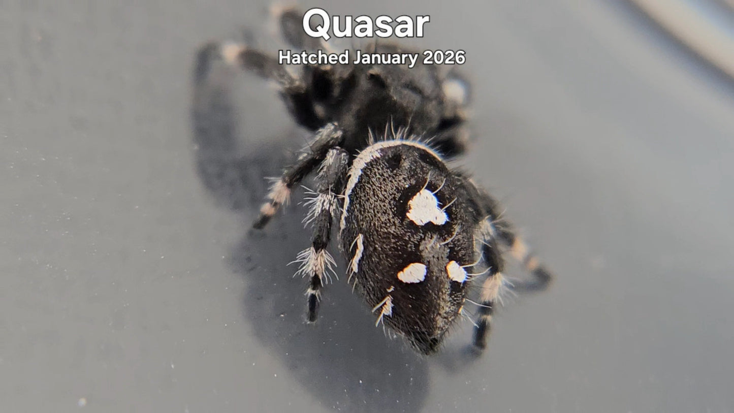 "Quasar" Male Regal Jumping Spider (Phidippus regius) - Hatched January 2026