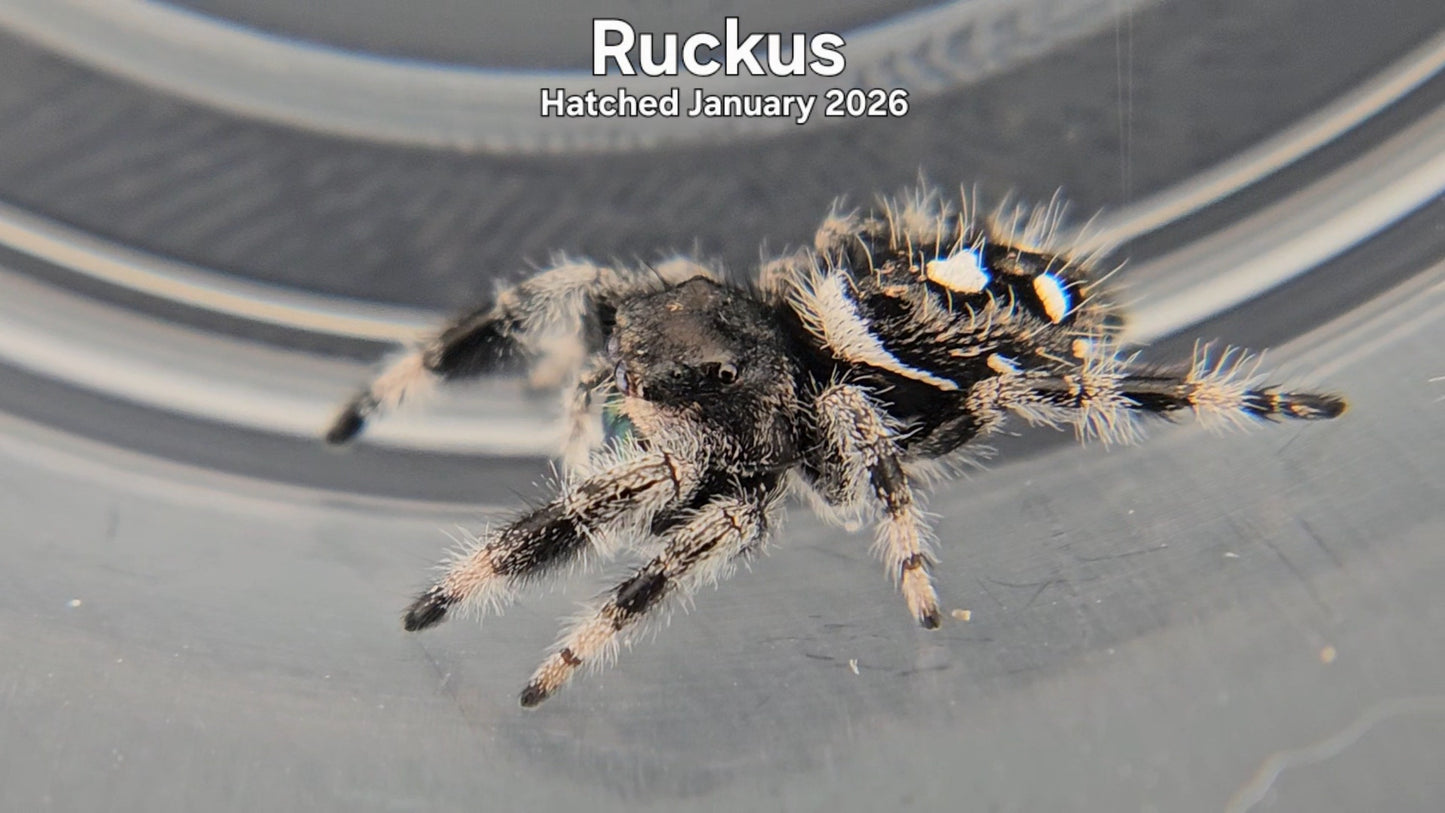 "Ruckus" Male Regal Jumping Spider (Phidippus regius) - Hatched January 2026