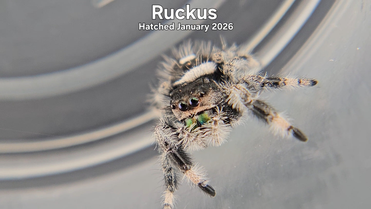 "Ruckus" Male Regal Jumping Spider (Phidippus regius) - Hatched January 2026