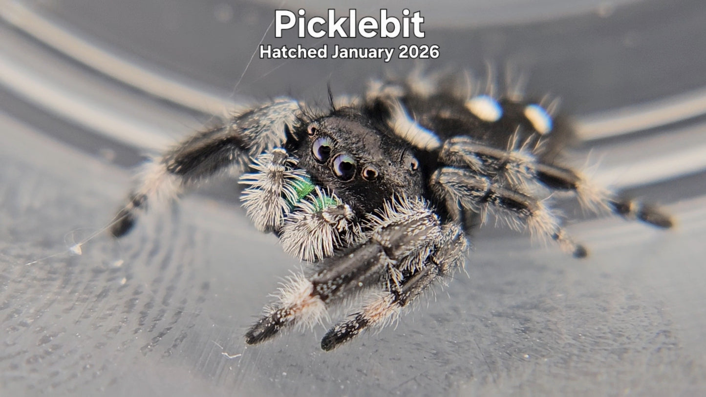 "Picklebit" Male Regal Jumping Spider (Phidippus regius) - Hatched January 2026