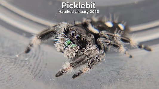 "Picklebit" Male Regal Jumping Spider (Phidippus regius) - Hatched January 2026