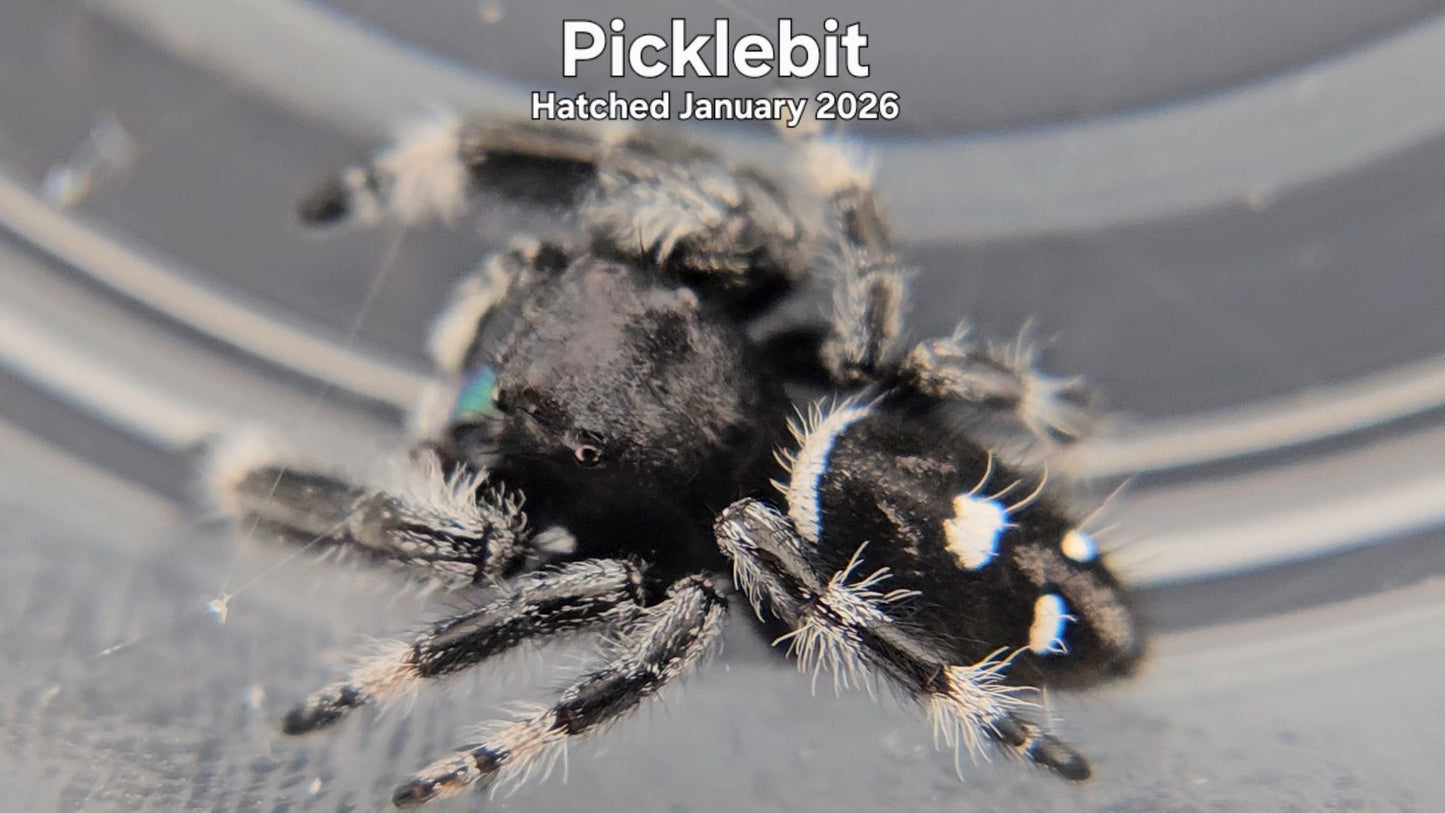 "Picklebit" Male Regal Jumping Spider (Phidippus regius) - Hatched January 2026
