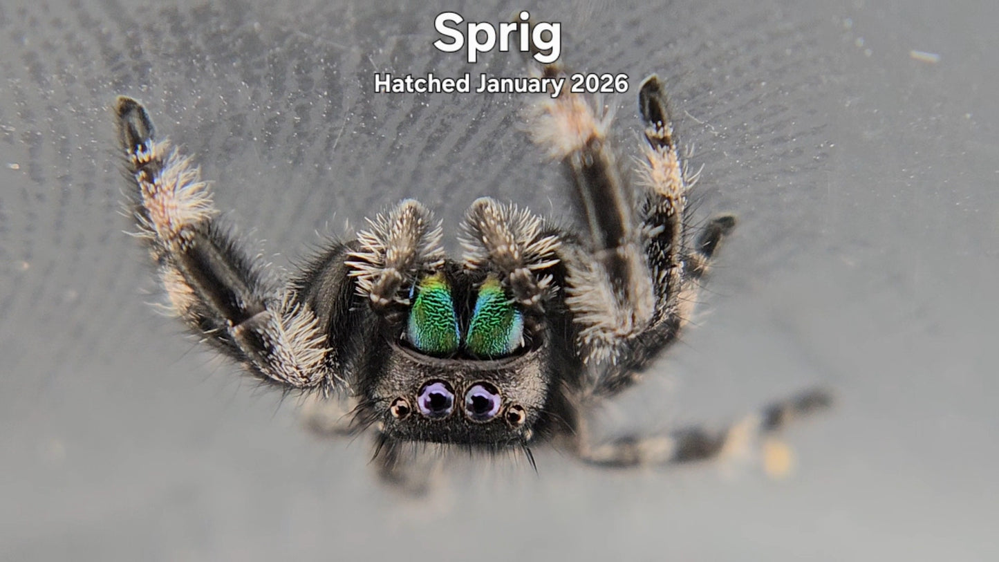"Sprig" Male Regal Jumping Spider (Phidippus regius) - Hatched January 2026