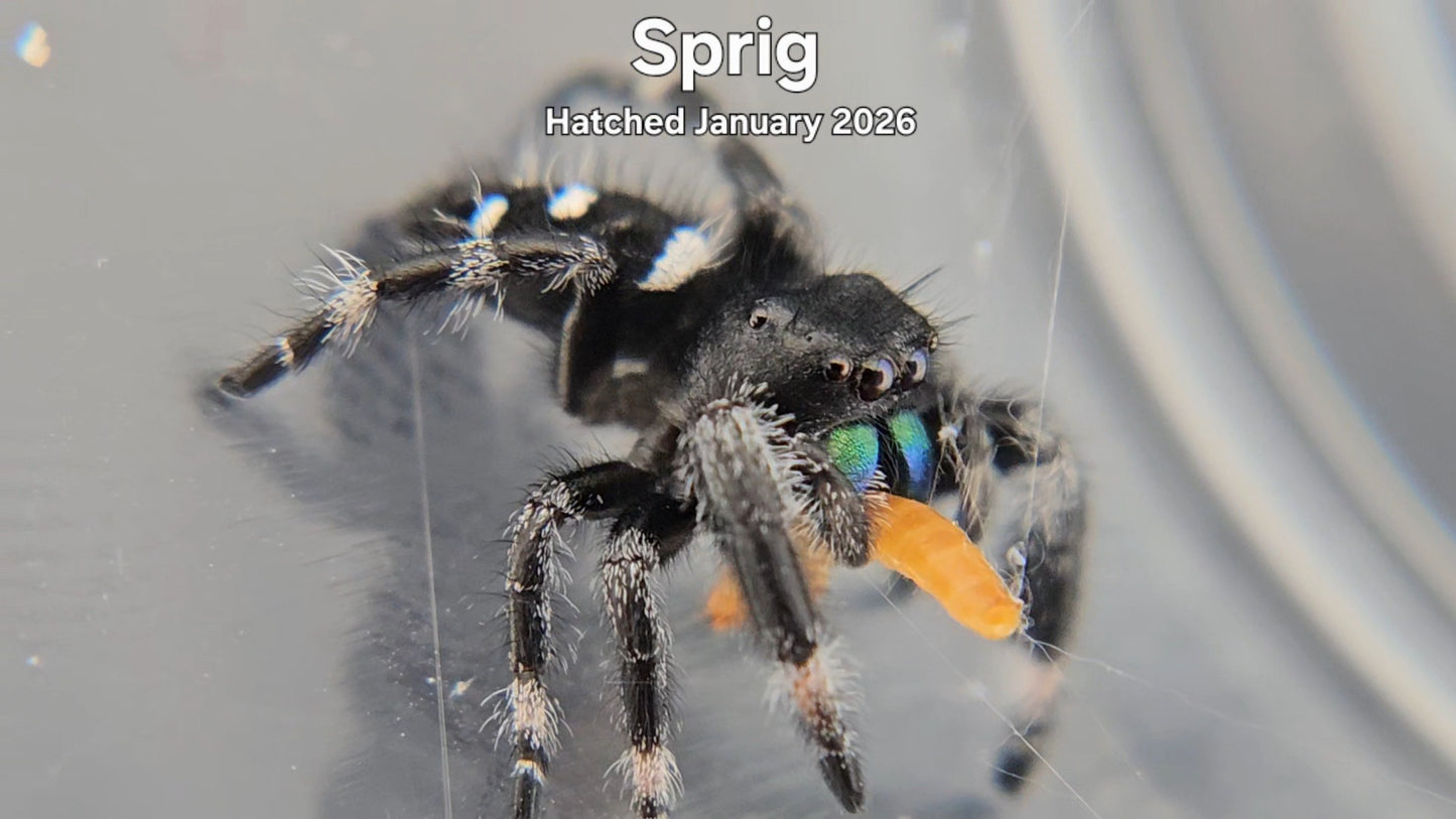 "Sprig" Male Regal Jumping Spider (Phidippus regius) - Hatched January 2026