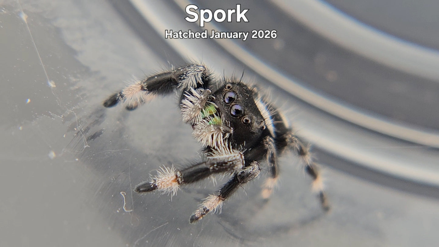 "Spork" Male Regal Jumping Spider (Phidippus regius) - Hatched January 2026