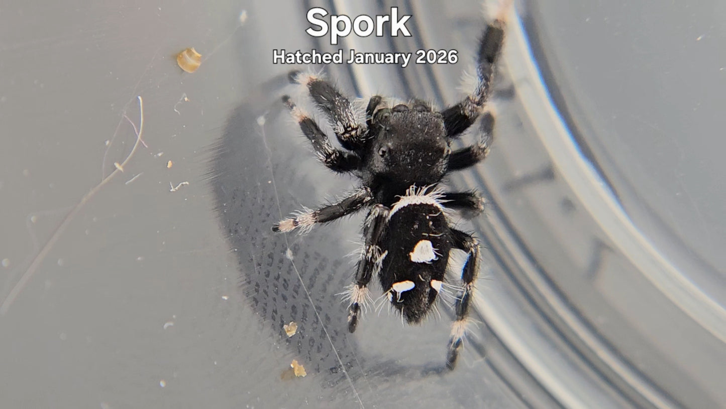 "Spork" Male Regal Jumping Spider (Phidippus regius) - Hatched January 2026