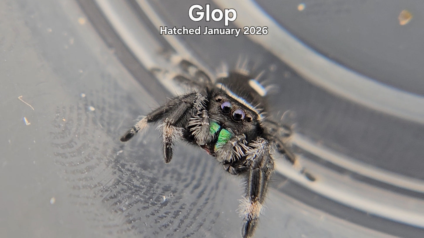 "Glop" Male Regal Jumping Spider (Phidippus regius) - Hatched January 2026