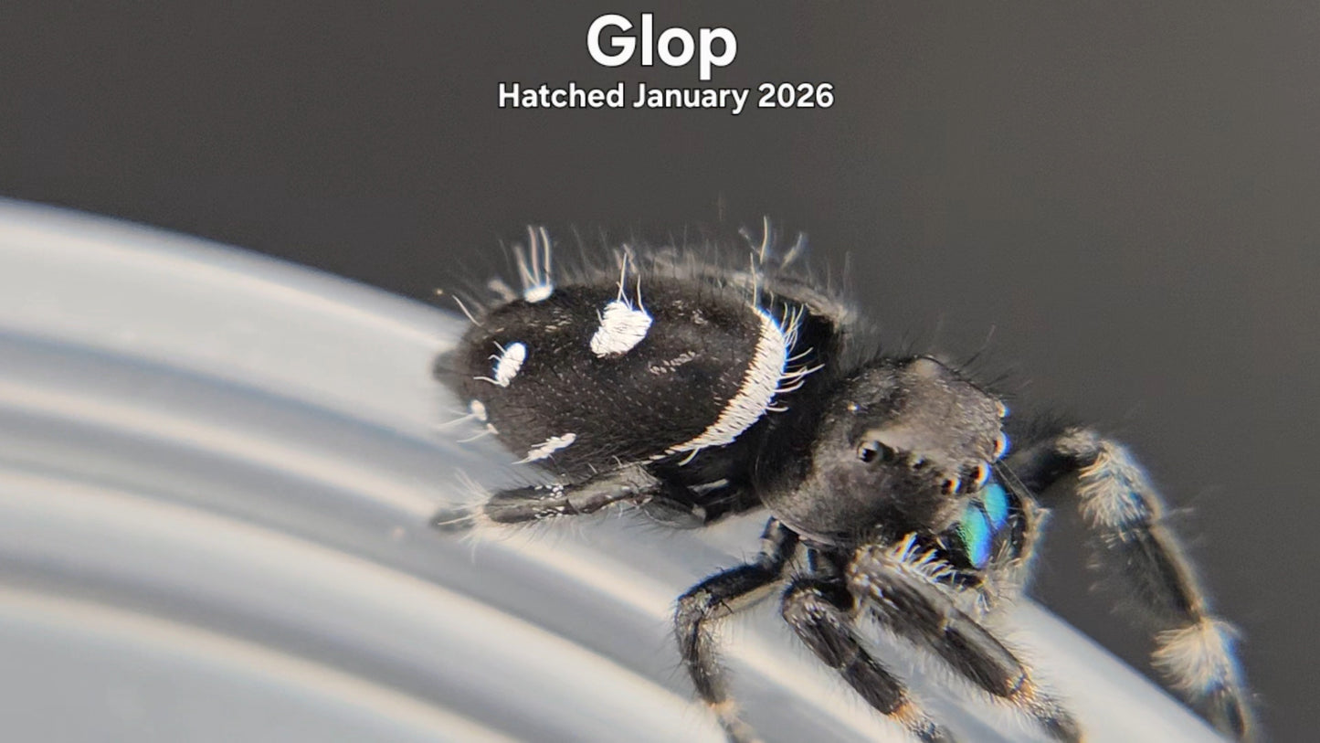 "Glop" Male Regal Jumping Spider (Phidippus regius) - Hatched January 2026