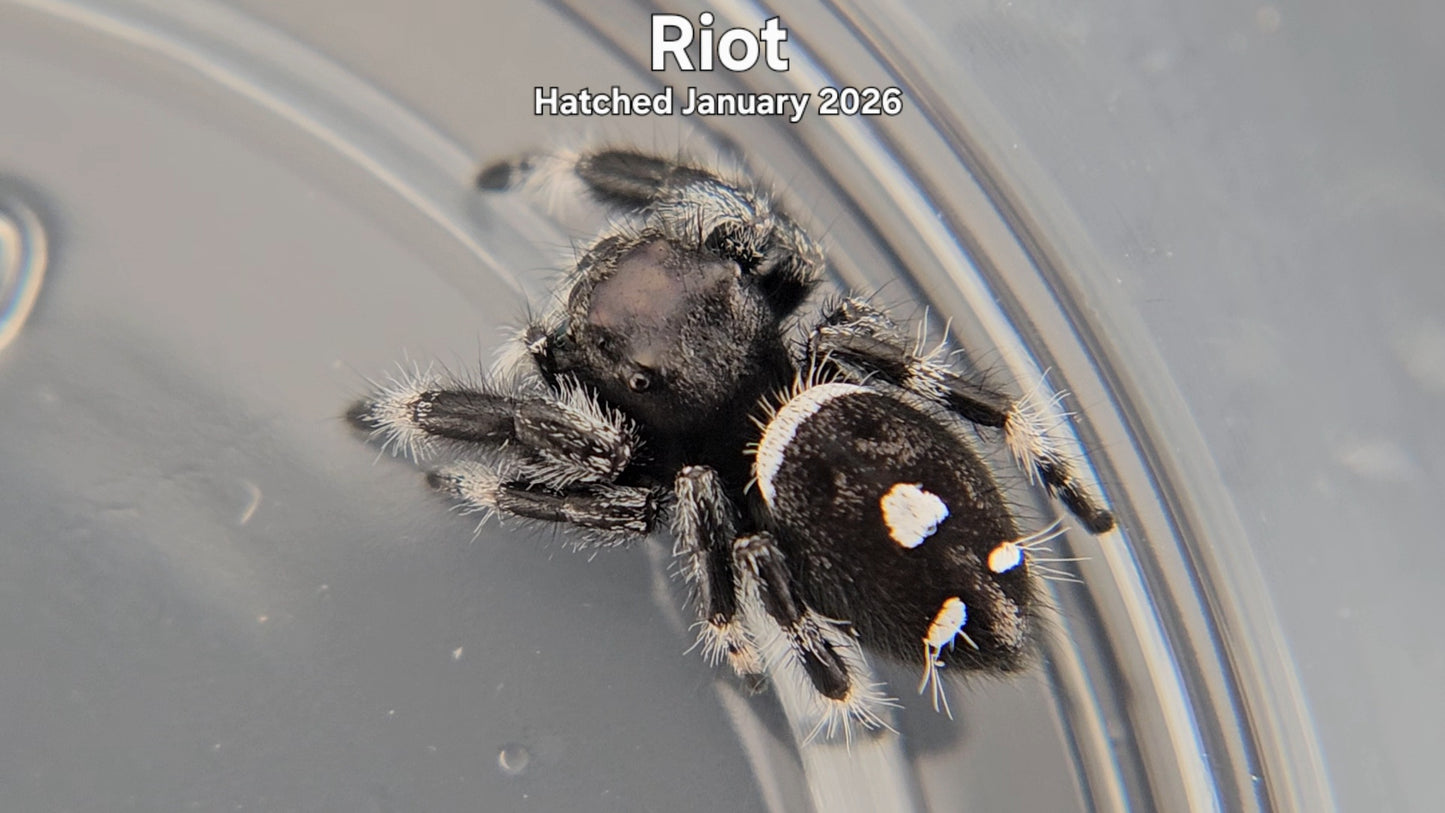 "Riot" Male Regal Jumping Spider (Phidippus regius) - Hatched January 2026