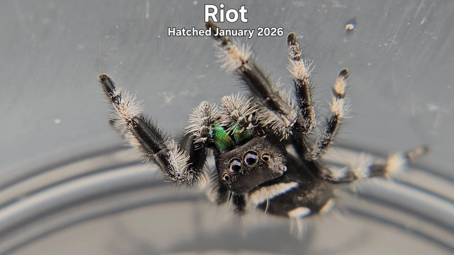 "Riot" Male Regal Jumping Spider (Phidippus regius) - Hatched January 2026