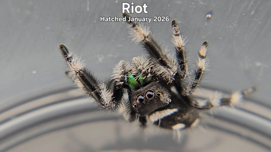 "Riot" Male Regal Jumping Spider (Phidippus regius) - Hatched January 2026
