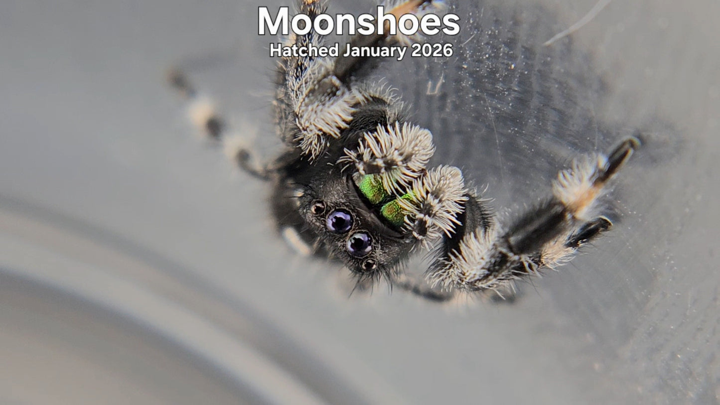 "Moonshoes" Male Regal Jumping Spider (Phidippus regius) - Hatched January 2026