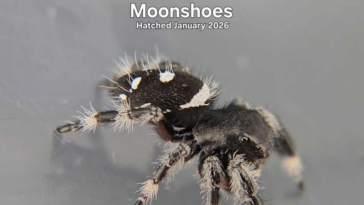 "Moonshoes" Male Regal Jumping Spider (Phidippus regius) - Hatched January 2026