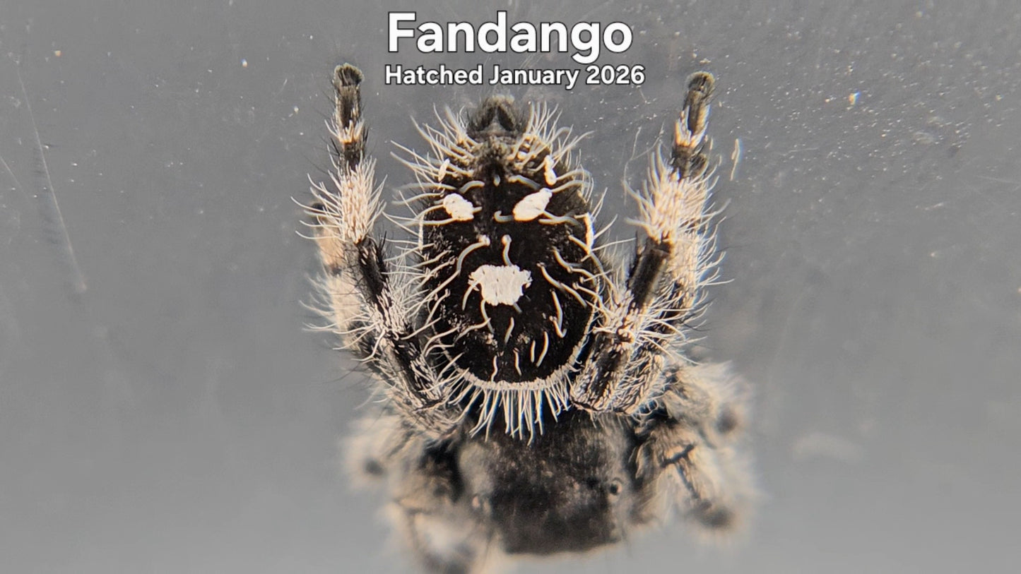 "Fandango" Male Regal Jumping Spider (Phidippus regius) - Hatched January 2026