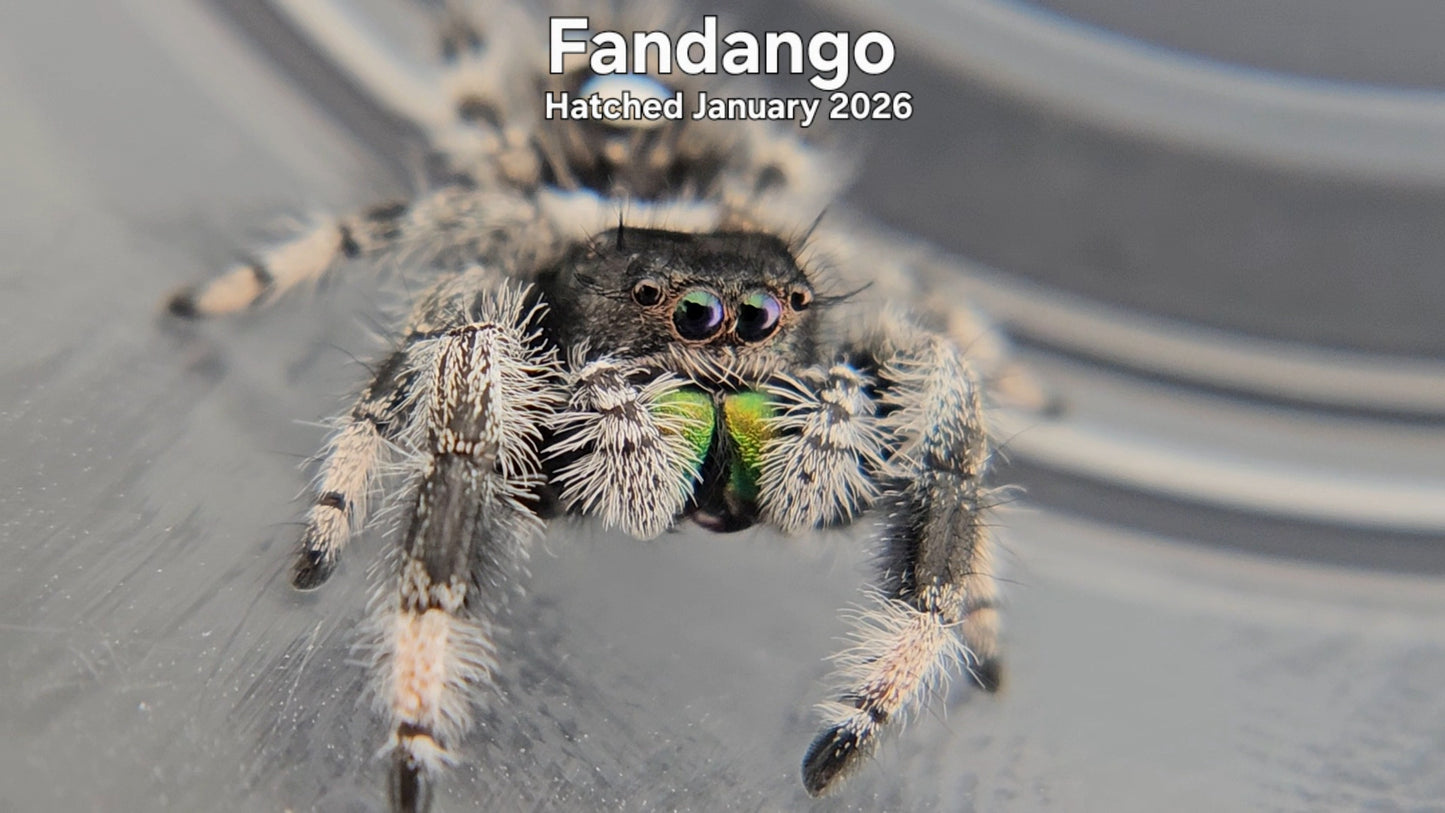 "Fandango" Male Regal Jumping Spider (Phidippus regius) - Hatched January 2026
