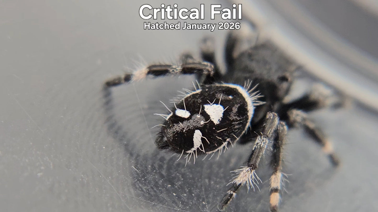 "Critical Fail" Male Regal Jumping Spider (Phidippus regius) - Hatched January 2026