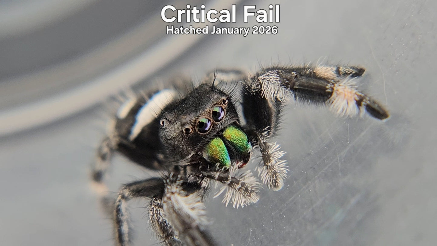 "Critical Fail" Male Regal Jumping Spider (Phidippus regius) - Hatched January 2026