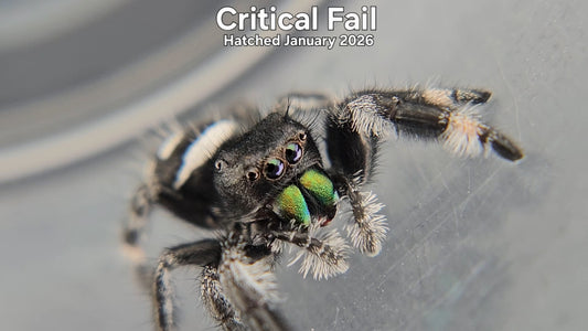 "Critical Fail" Male Regal Jumping Spider (Phidippus regius) - Hatched January 2026
