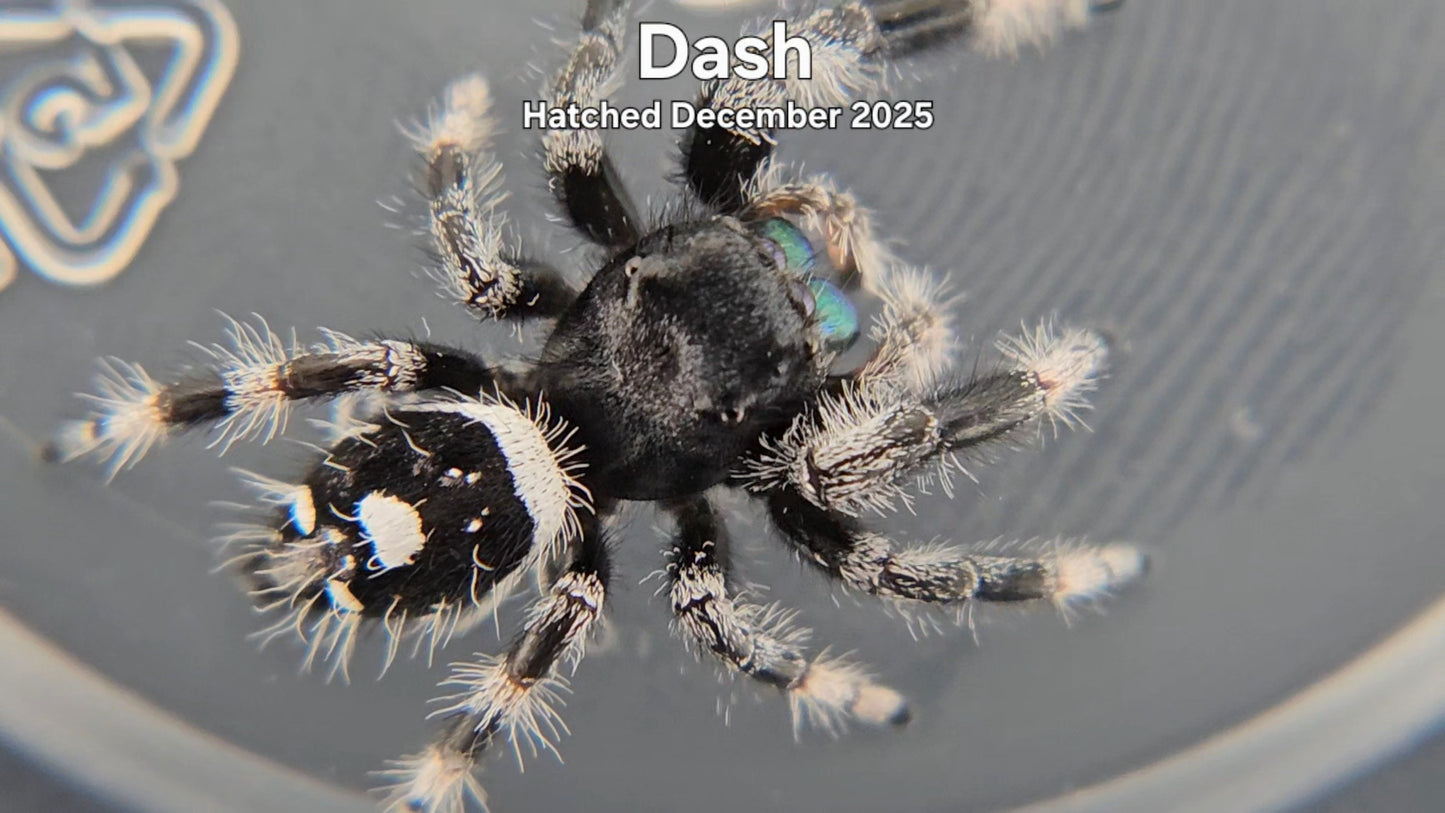 "Dash" Male Regal Jumping Spider (Phidippus regius) - Hatched December 2025