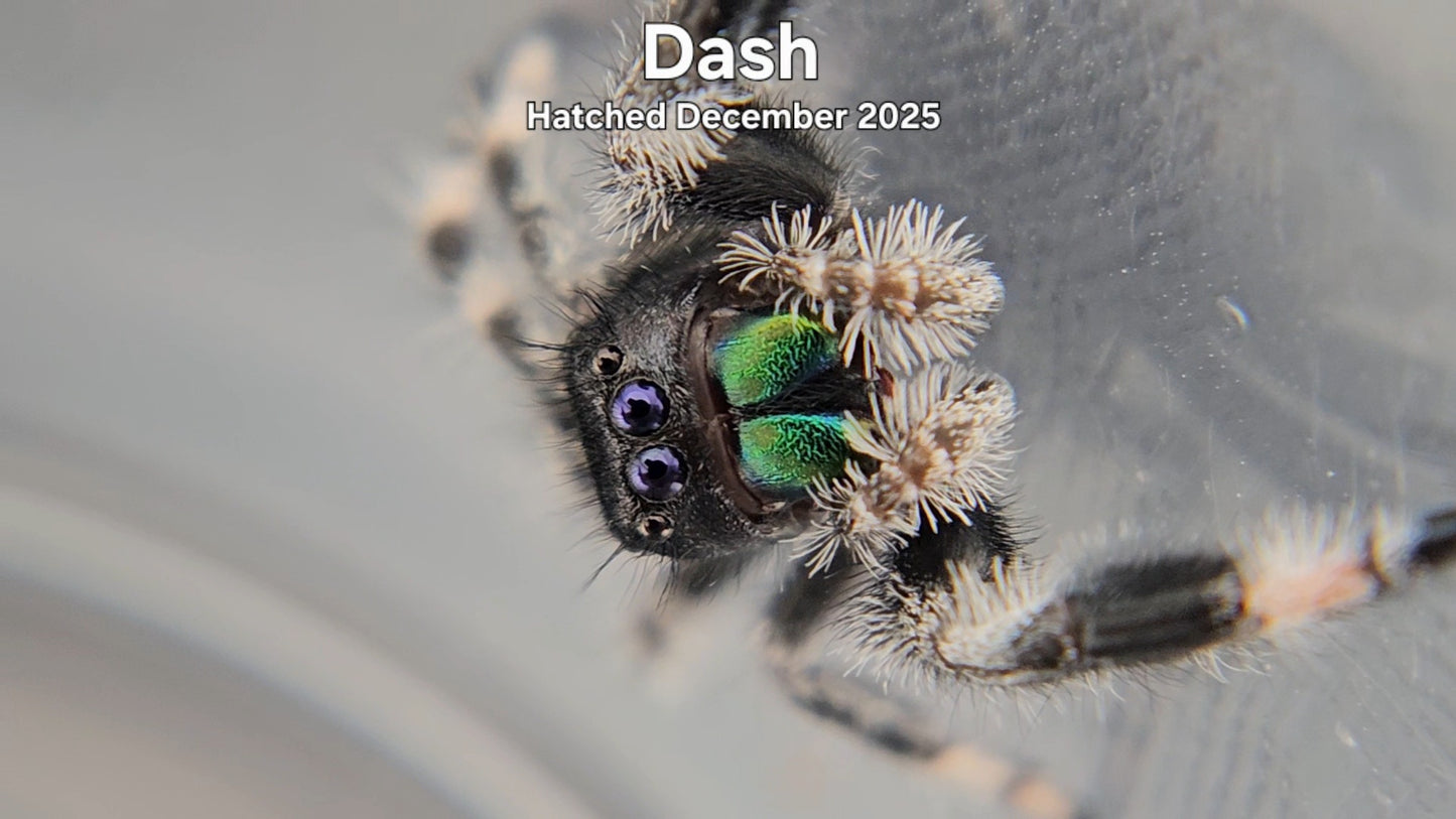 "Dash" Male Regal Jumping Spider (Phidippus regius) - Hatched December 2025