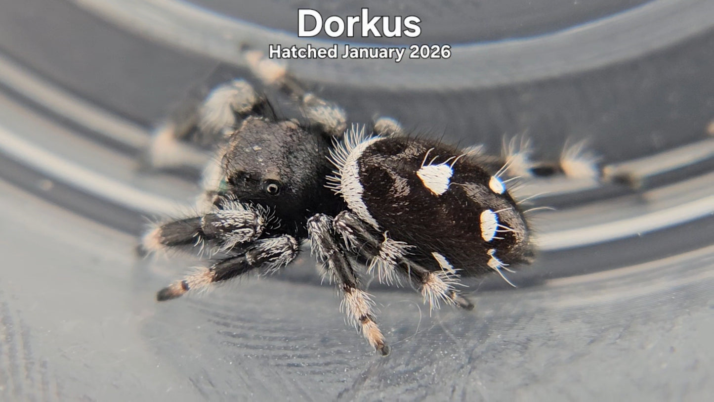 "Dorkus" Male Regal Jumping Spider (Phidippus regius) - Hatched January 2026