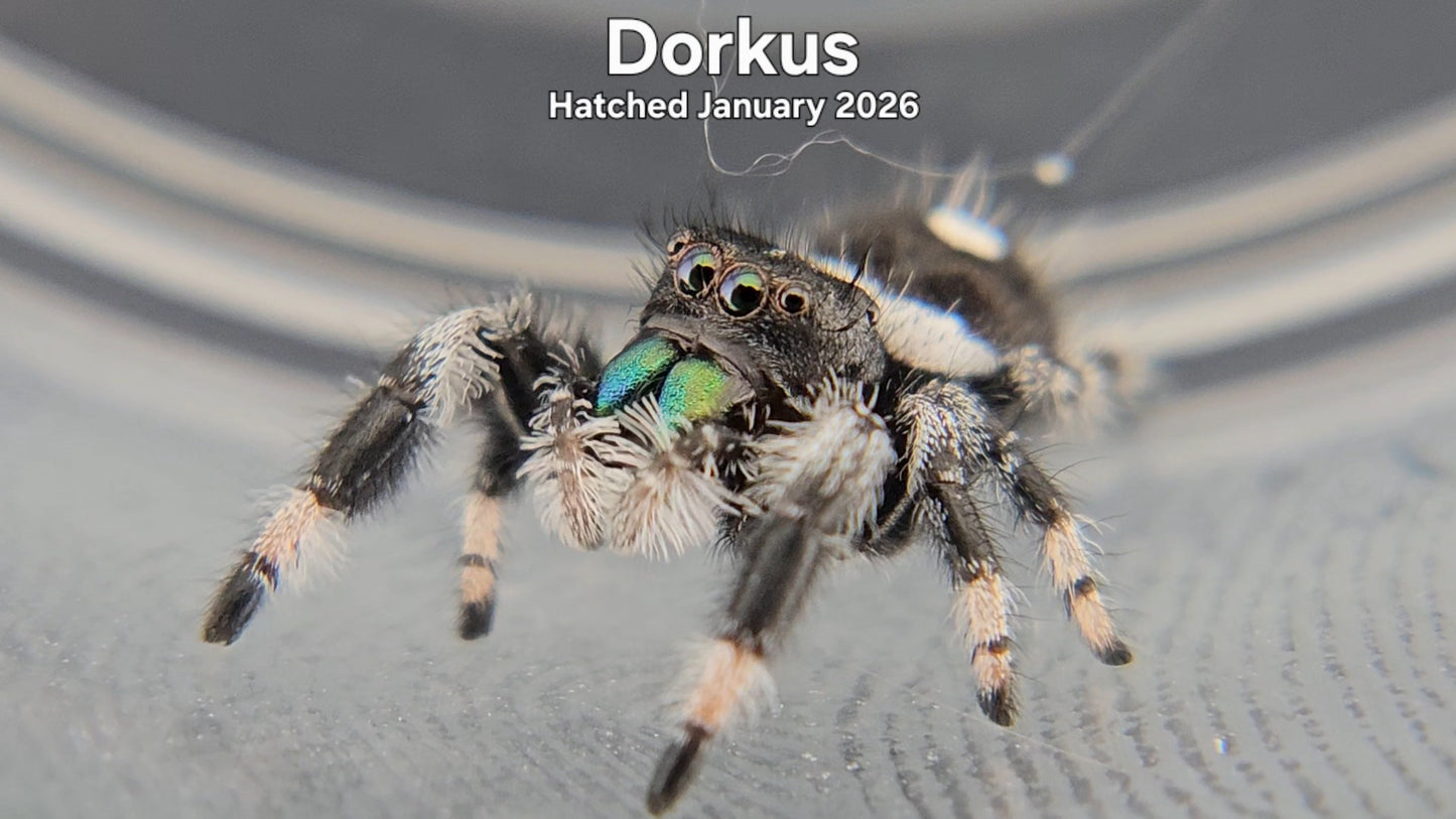 "Dorkus" Male Regal Jumping Spider (Phidippus regius) - Hatched January 2026