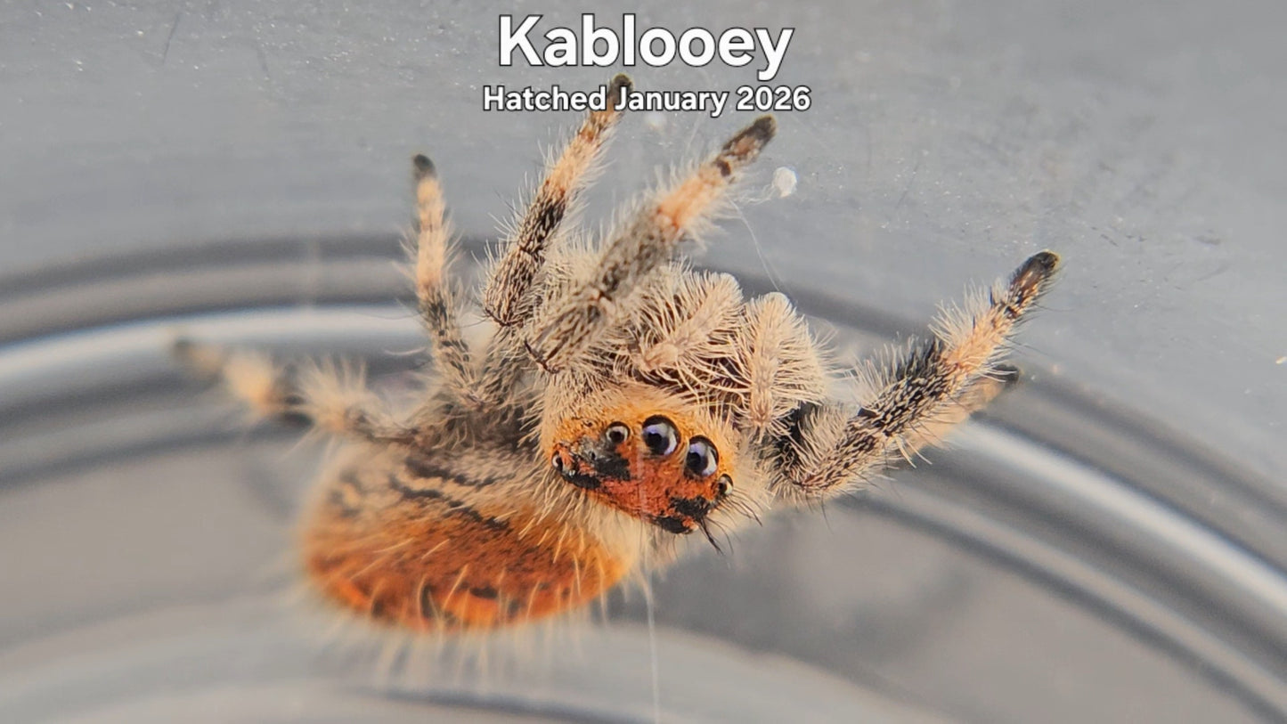 "Kablooey" Female Regal Jumping Spider (Phidippus regius) - Hatched January 2026