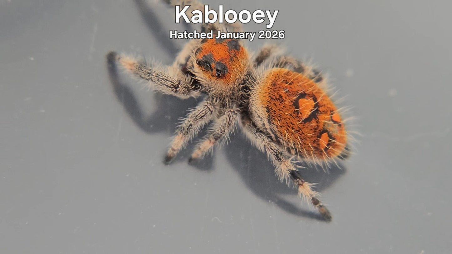"Kablooey" Female Regal Jumping Spider (Phidippus regius) - Hatched January 2026