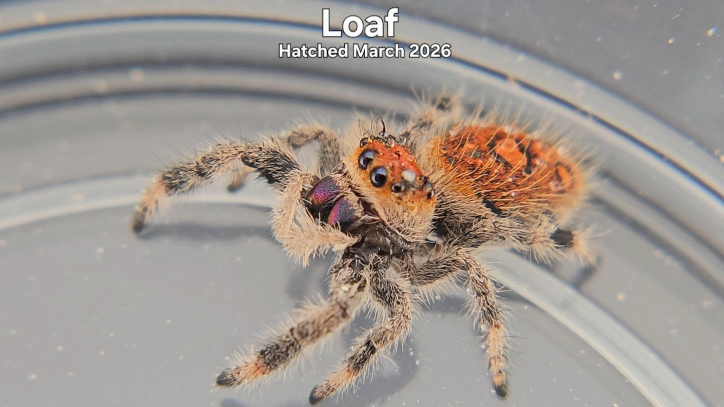 "Loaf" Female Regal Jumping Spider (Phidippus regius) - Hatched March 2026