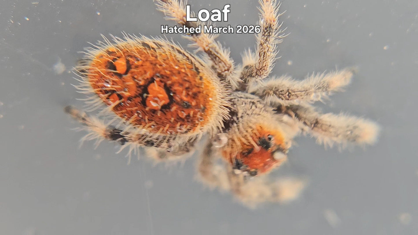 "Loaf" Female Regal Jumping Spider (Phidippus regius) - Hatched March 2026