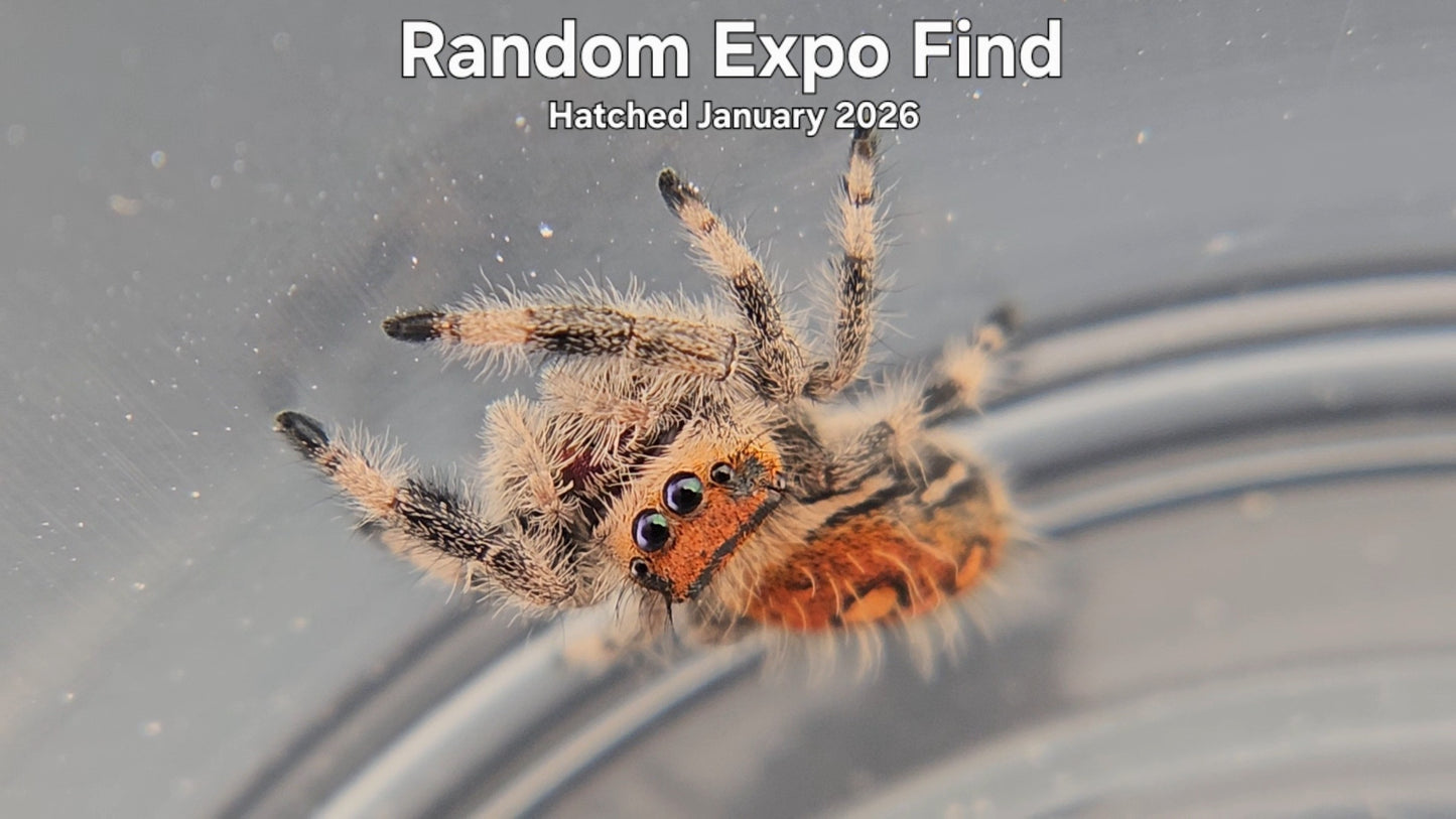 "Random Expo Find" Female Regal Jumping Spider (Phidippus regius) - Hatched January 2026