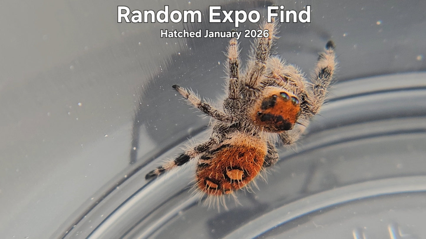 "Random Expo Find" Female Regal Jumping Spider (Phidippus regius) - Hatched January 2026