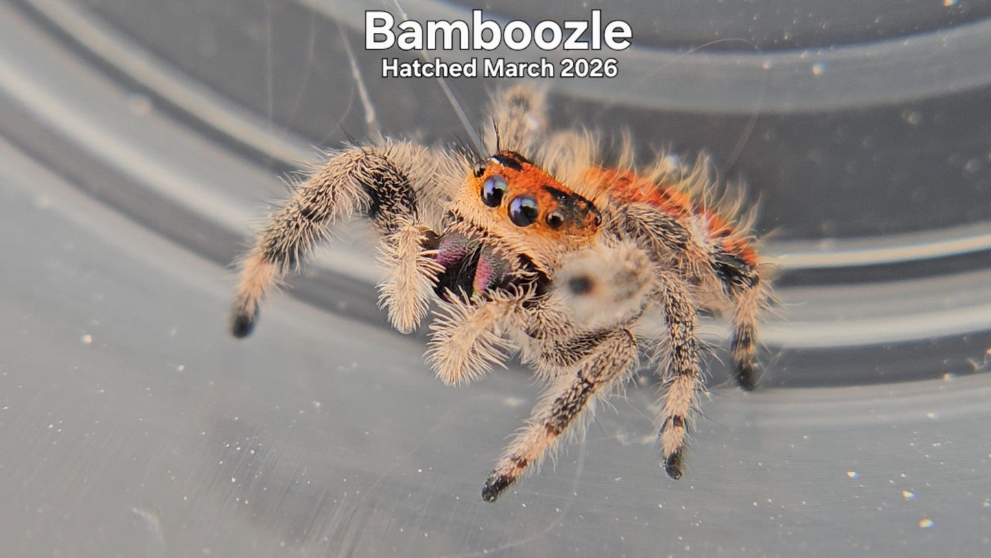 "Bamboozle" Female Regal Jumping Spider (Phidippus regius) - Hatched March 2026