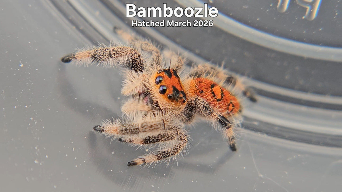 "Bamboozle" Female Regal Jumping Spider (Phidippus regius) - Hatched March 2026