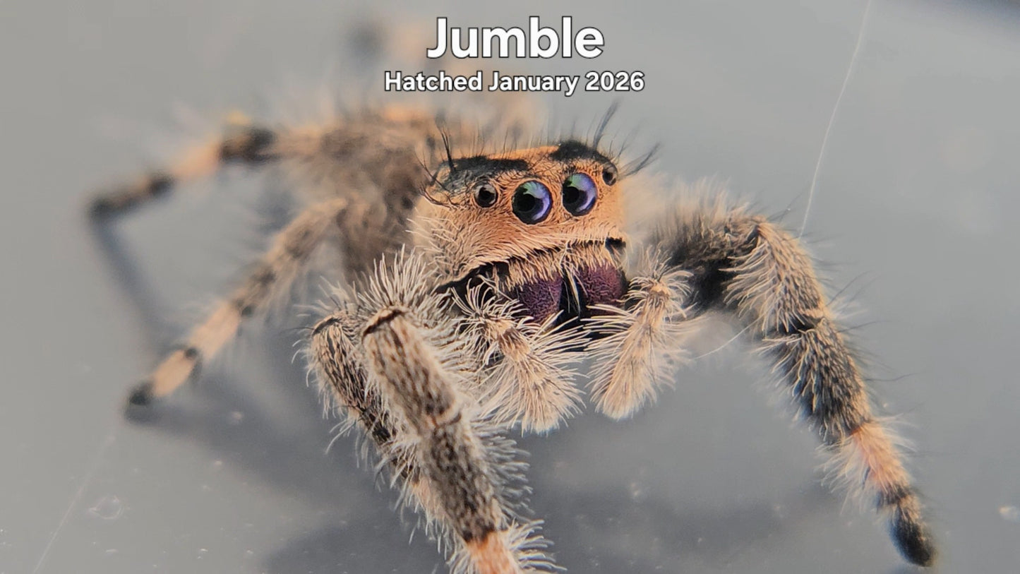 "Jumble" Female Regal Jumping Spider (Phidippus regius) - Hatched January 2026
