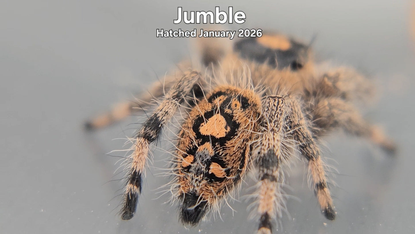 "Jumble" Female Regal Jumping Spider (Phidippus regius) - Hatched January 2026