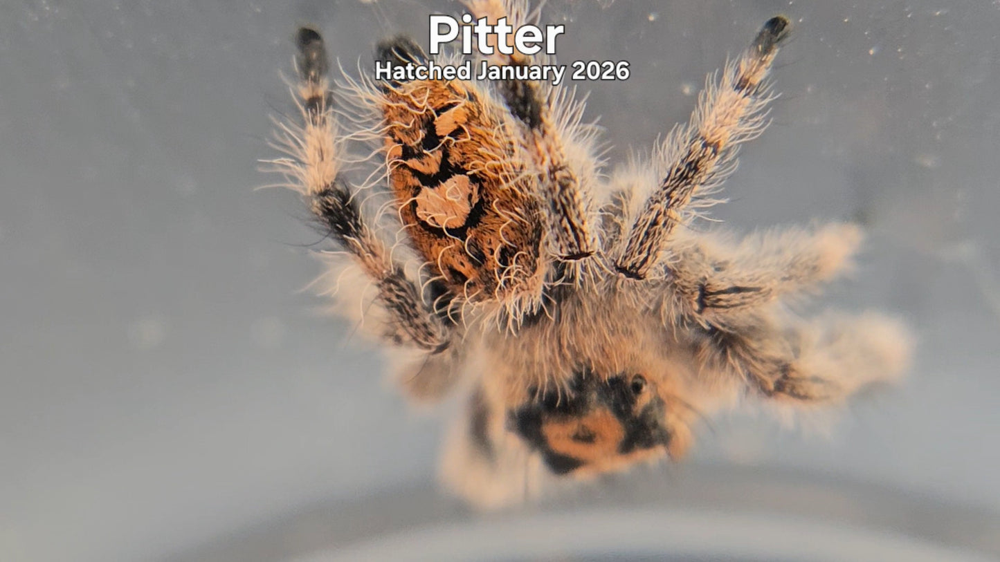 "Pitter" Female Regal Jumping Spider (Phidippus regius) - Hatched January 2026