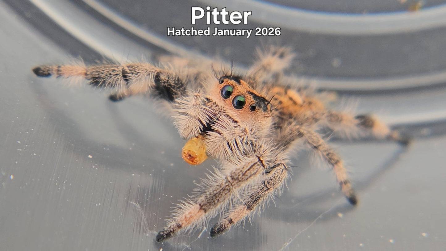 "Pitter" Female Regal Jumping Spider (Phidippus regius) - Hatched January 2026