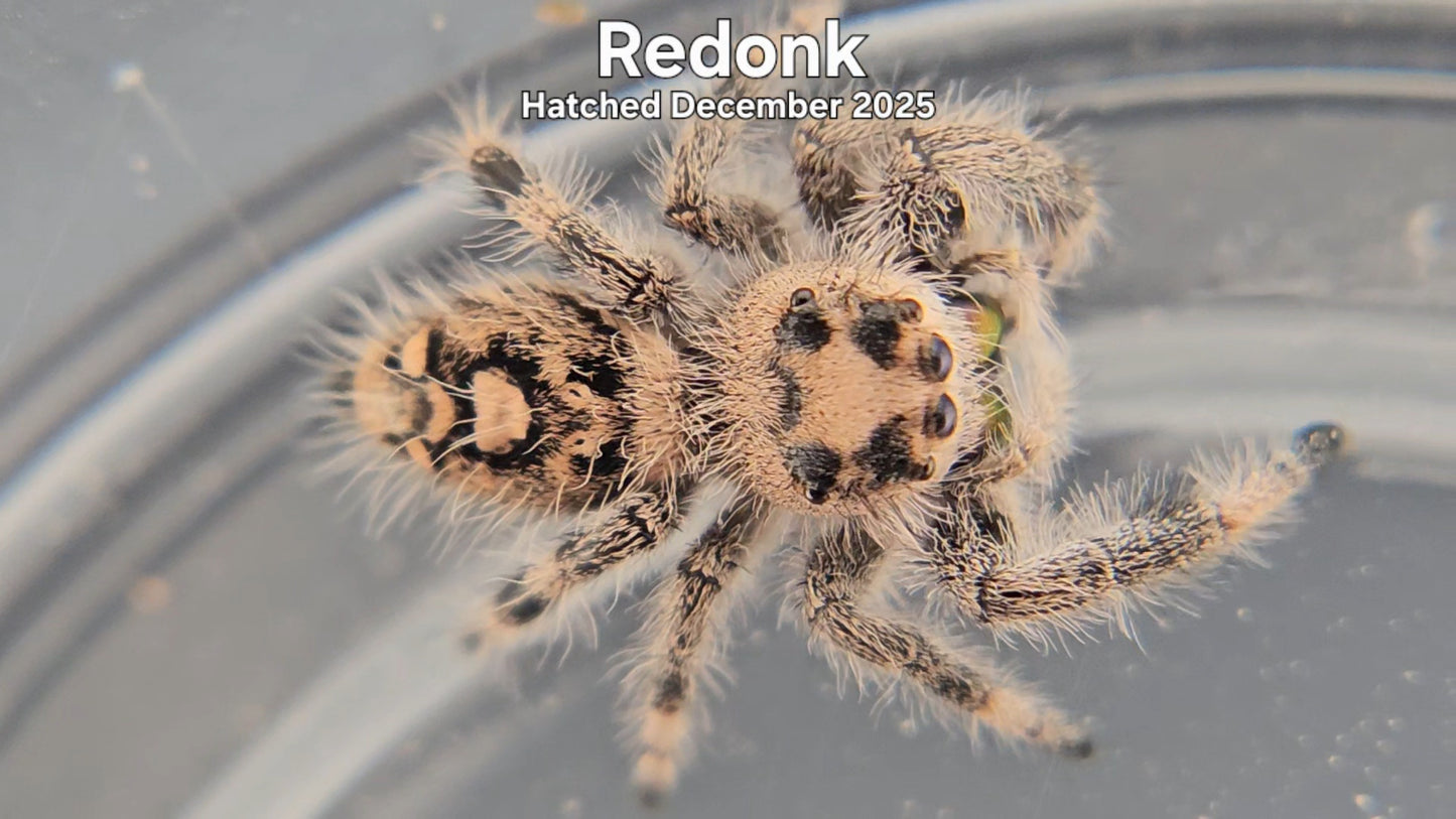 "Redonk" Female Regal Jumping Spider (Phidippus regius) - Hatched December 2025