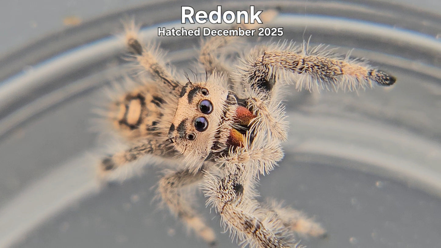"Redonk" Female Regal Jumping Spider (Phidippus regius) - Hatched December 2025