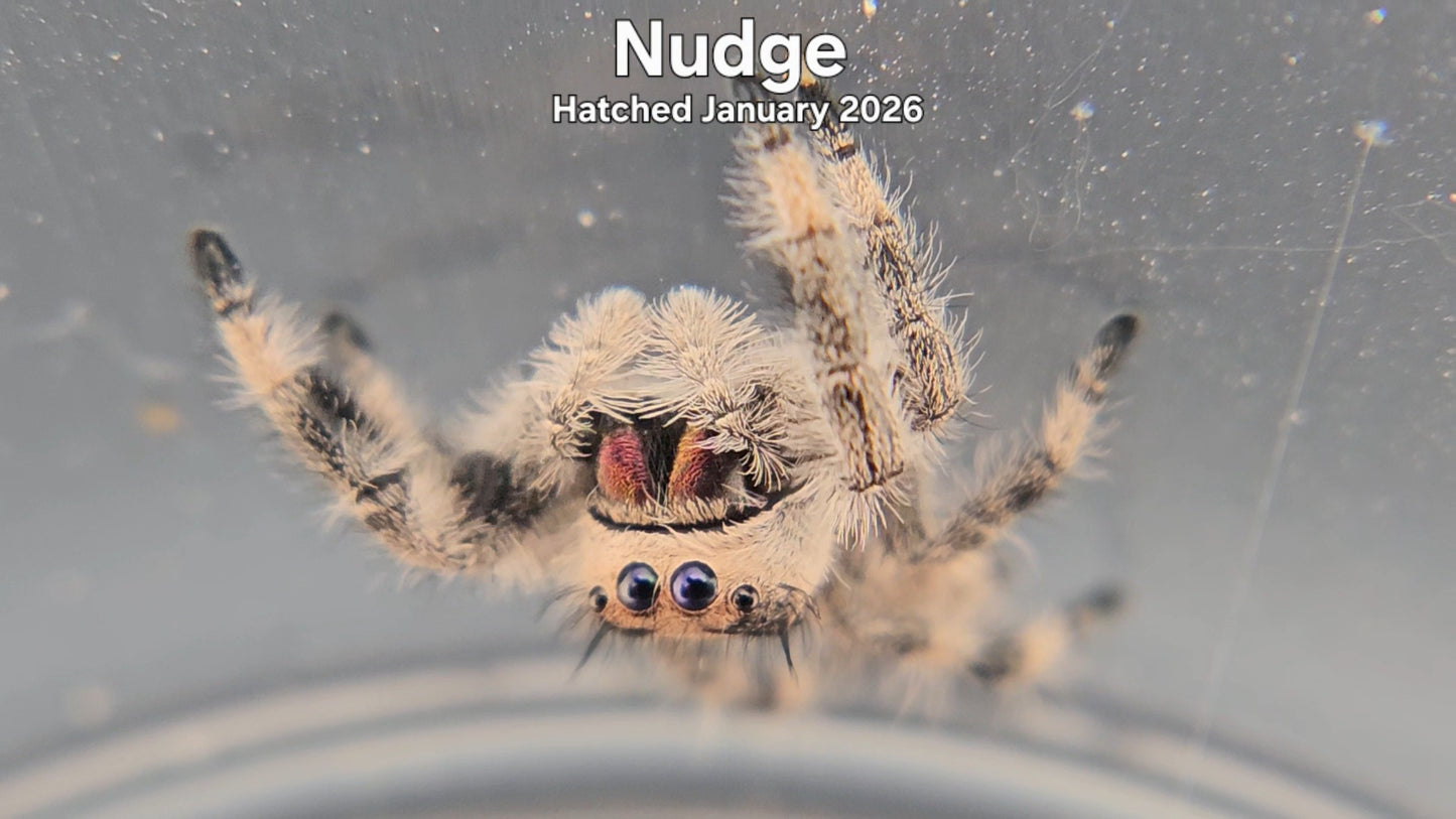 "Nudge" Female Regal Jumping Spider (Phidippus regius) - Hatched January 2026