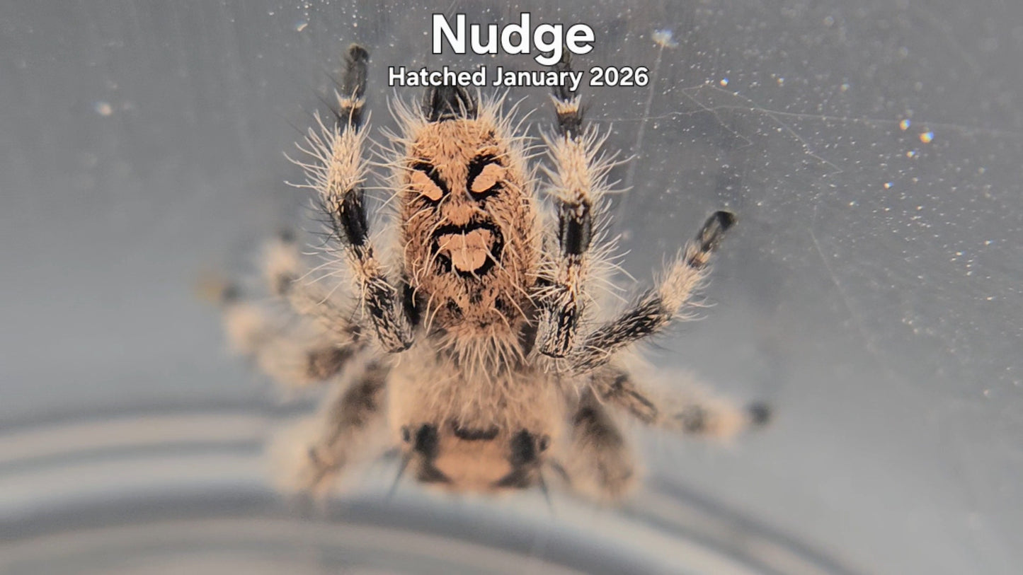 "Nudge" Female Regal Jumping Spider (Phidippus regius) - Hatched January 2026