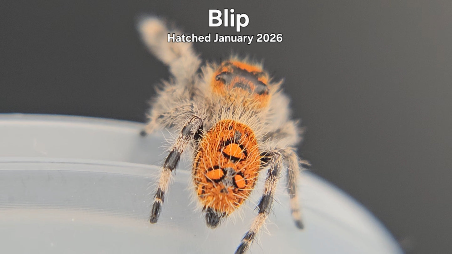 "Blip" Female Regal Jumping Spider (Phidippus regius) - Hatched January 2026