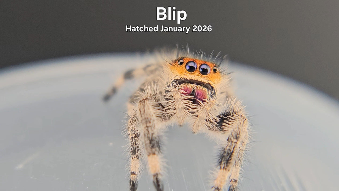 "Blip" Female Regal Jumping Spider (Phidippus regius) - Hatched January 2026