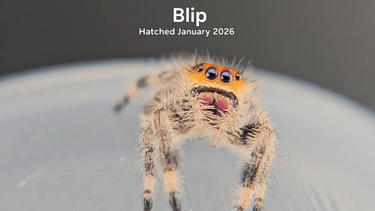"Blip" Female Regal Jumping Spider (Phidippus regius) - Hatched January 2026