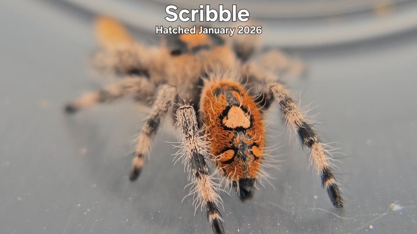 "Scribble" Female Regal Jumping Spider (Phidippus regius) - Hatched January 2026