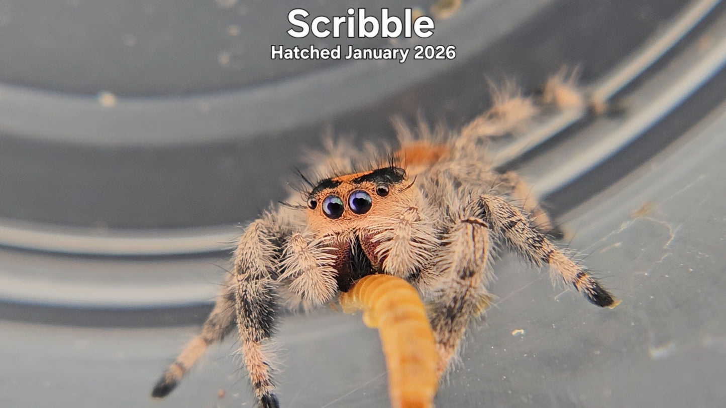 "Scribble" Female Regal Jumping Spider (Phidippus regius) - Hatched January 2026
