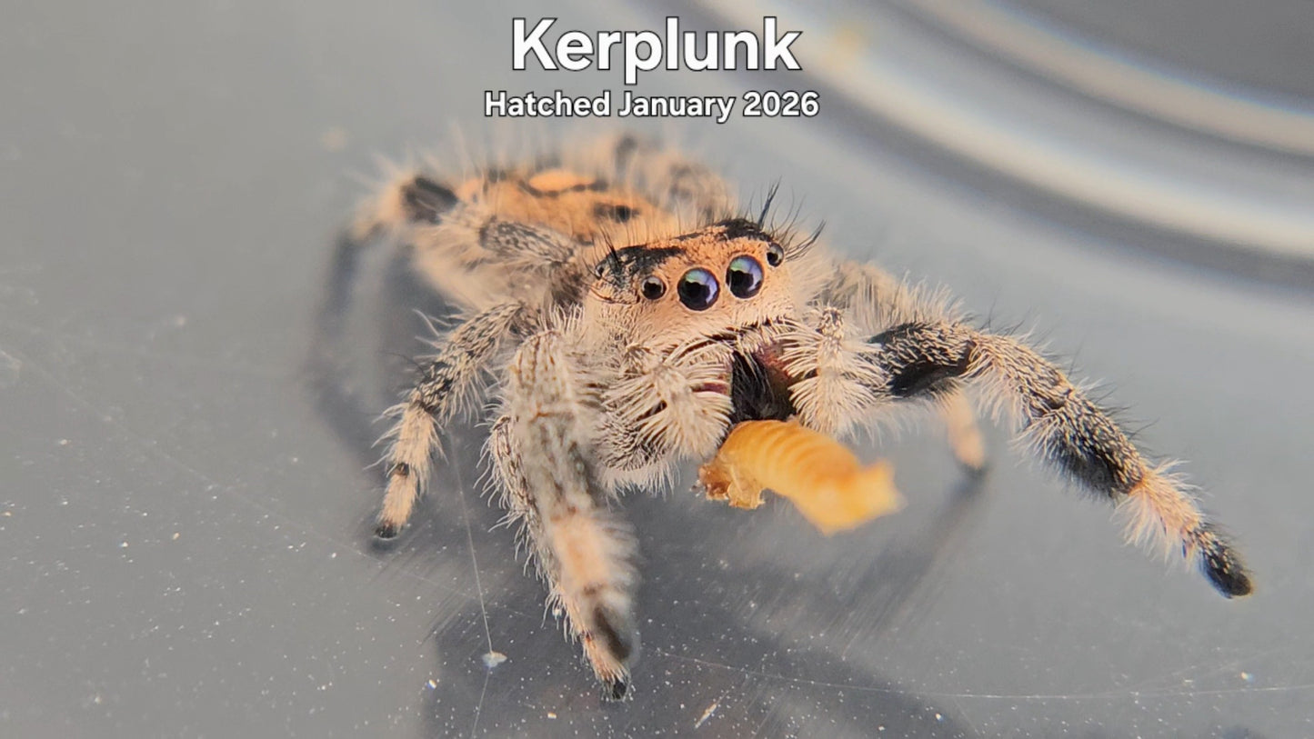 "Kerplunk" Female Regal Jumping Spider (Phidippus regius) - Hatched January 2026