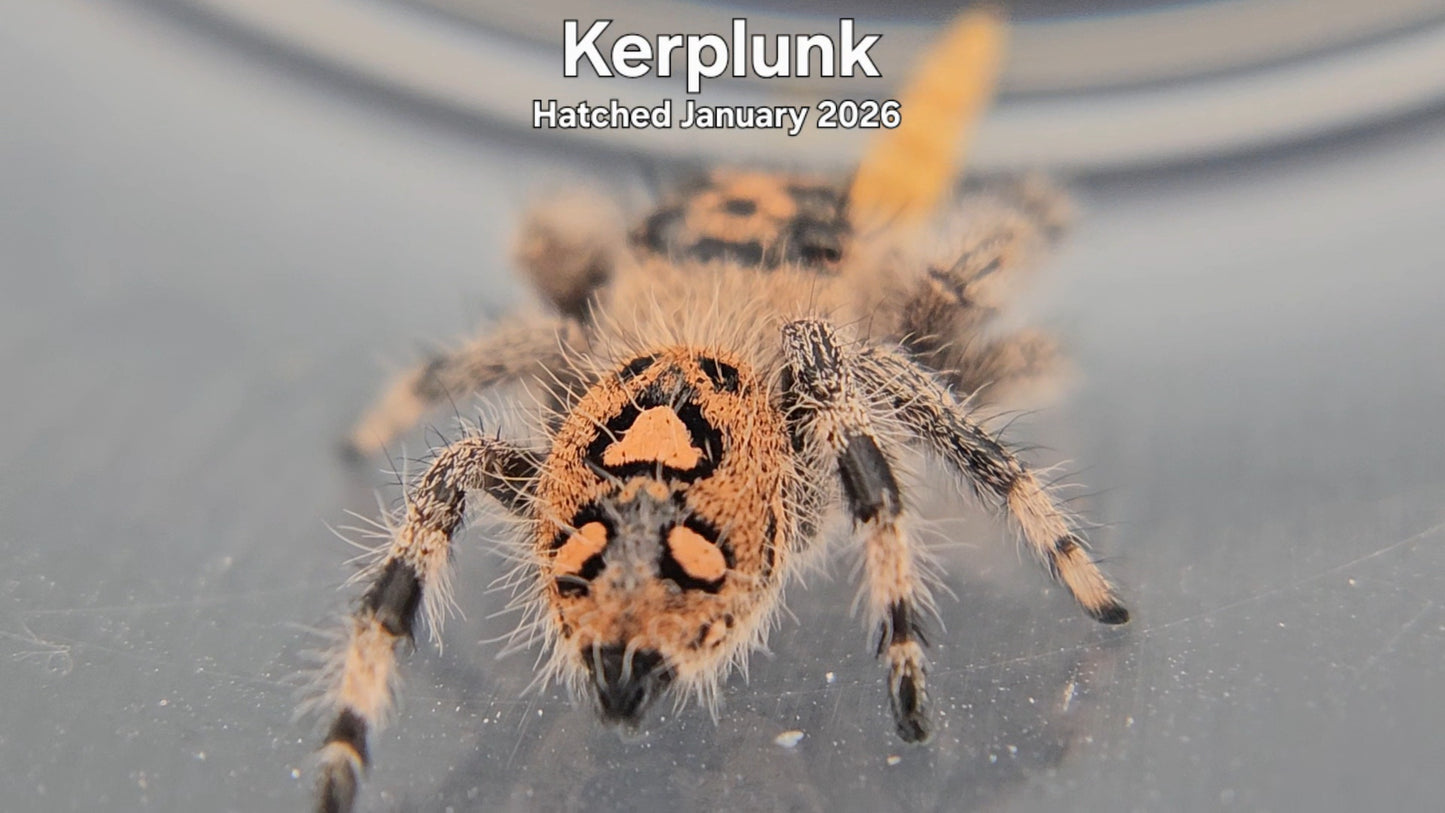 "Kerplunk" Female Regal Jumping Spider (Phidippus regius) - Hatched January 2026
